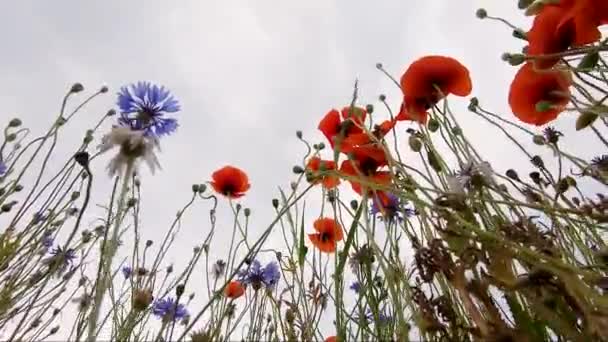 Underbara vallmo underifrån med vilda blommor i vinden — Stockvideo