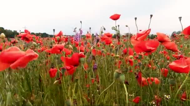 Flores de amapola roja floreciendo en el campo de primavera verde. amapolas en el prado — Vídeos de Stock