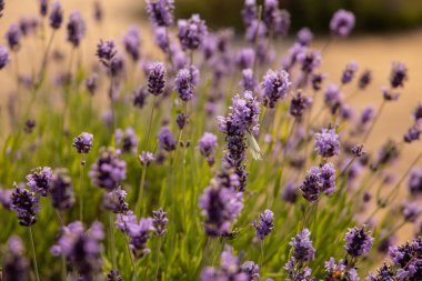 Lavanta çiçekleri açıyor. Yakın plan, Mor çiçekler arka plan.