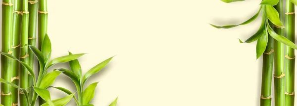 Green bamboo branches on yellow background space for text — Stock Photo, Image