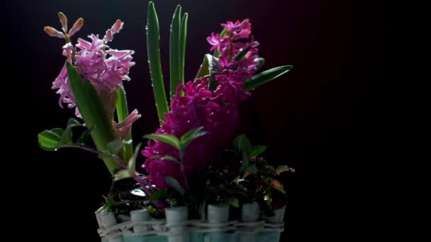 Beautiful pot with hyacinths on black background. Drops of water are spilled — Stock Video