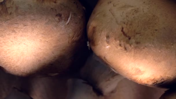 Приготовление грибов на сковороде — стоковое видео