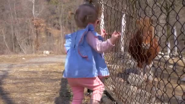 Egy szép kislány élvezi a póni át a kerítésen. lassított mozgás — Stock videók