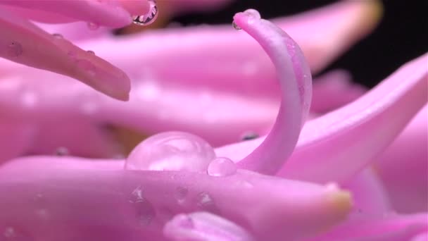 Drops of water fall on the colors of the hyacinth Slow motion — Stock Video
