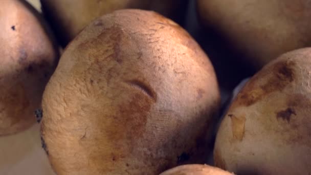 Ernte frischer Pilze aus nächster Nähe — Stockvideo