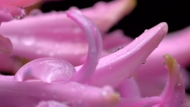 Droppar av vatten faller på färgerna i hyacint slow motion — Stockvideo