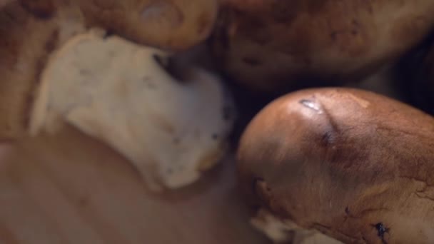 Champignons frais crimini récolte fermer — Video