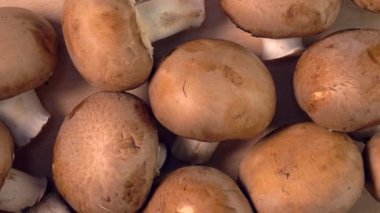 Taze mantar crimini hasat yakın