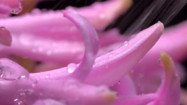Drops of water fall on the colors of the hyacinth Slow motion — Stock Video