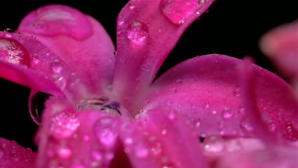 Droppar av vatten faller på färgerna i hyacint slow motion — Stockvideo