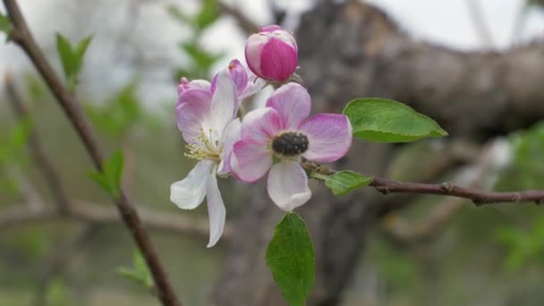 Besouro empoleirado em uma flor — Vídeo de Stock