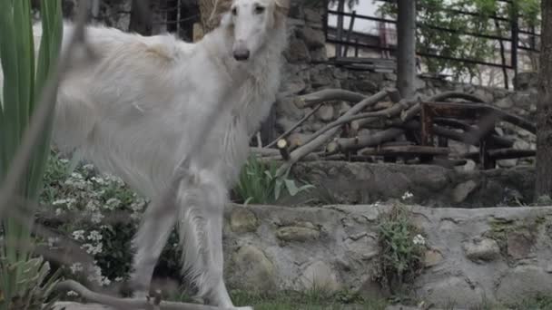 Egy gyönyörű fehér Borzoi néz ki a kamerát — Stock videók