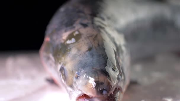 I cubetti di ghiaccio cadono sul salmone di pesce — Video Stock