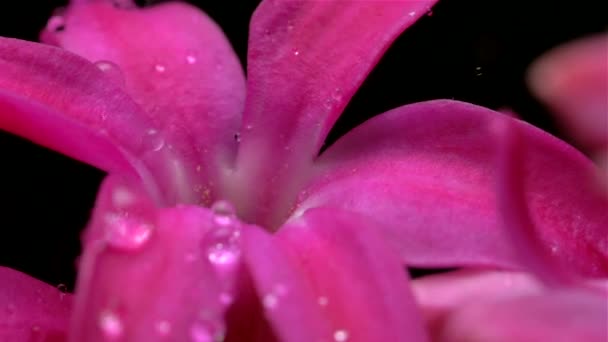 Drops of water fall on the colors of the hyacinth Slow motion — Stock Video