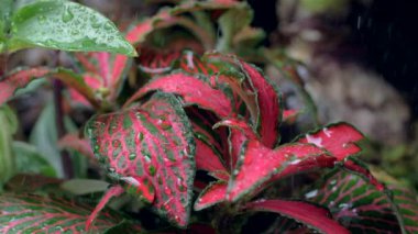 Bir çiçeğin yaprakları üzerinde su damlaları akar. Yavaş çekim