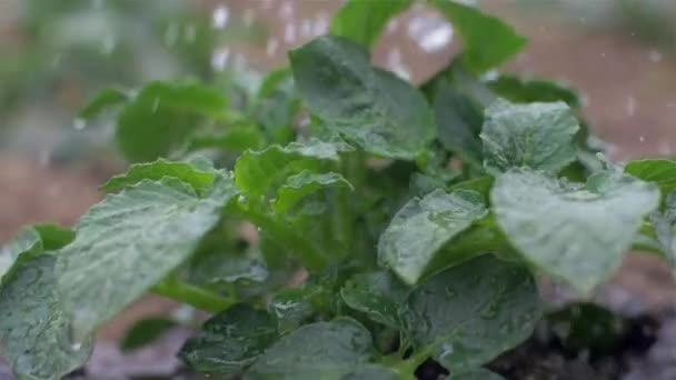 Bewässerung junger Kartoffelsträucher. Landwirtschaft, natürliche landwirtschaftliche Produkte — Stockvideo