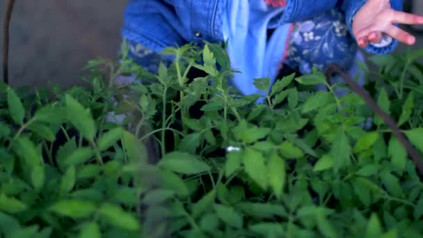 A menina toca em uma planta cultivada de sementes com tomates. Movimento lento — Vídeo de Stock