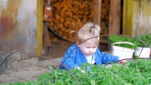 A menina toca em uma planta cultivada de sementes com tomates. Movimento lento — Vídeo de Stock