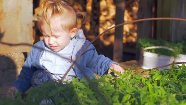La niña toca las plantas de semillero con los tomates. Movimiento lento — Vídeo de stock