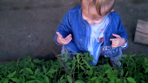 Маленька дівчинка торкається розсади з помідорами. Повільний рух — стокове відео