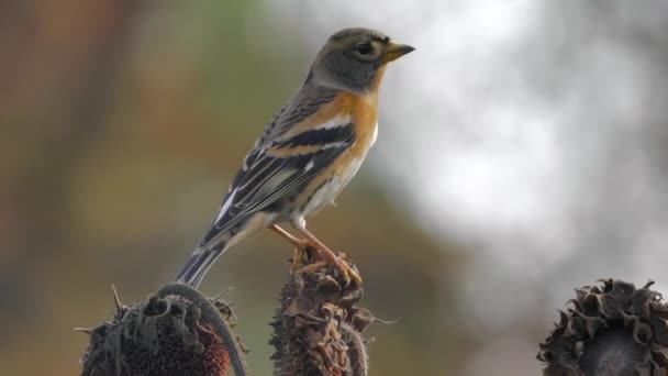 Sparrow perched on sunflower is eating — Stock Video