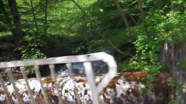 森の中の山腹を流れる小川. — ストック動画