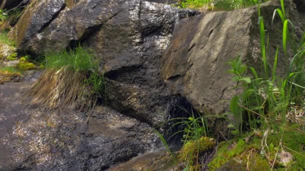 En liten bäck som rinner nedför en bergssidan i en skog. — Stockvideo