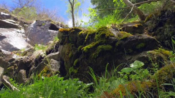 En liten bäck som rinner nedför en bergssidan i en skog. — Stockvideo