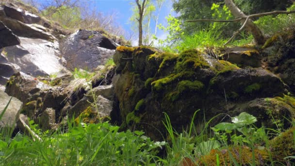 En liten bäck som rinner nedför en bergssidan i en skog. — Stockvideo