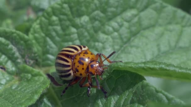 Escarabajos de la patata de Colorado, plaga vegetal, insectos parásitos . — Vídeos de Stock