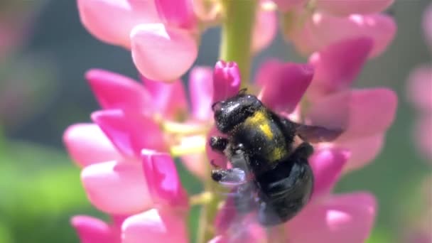 Fleurs roses pollinisées par les abeilles sauvages — Video