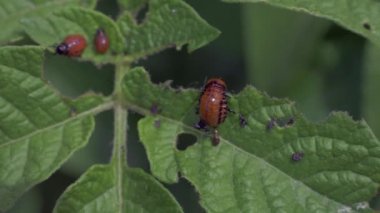 Colorado Patates böceği, bitki böcek, böcek haşere.