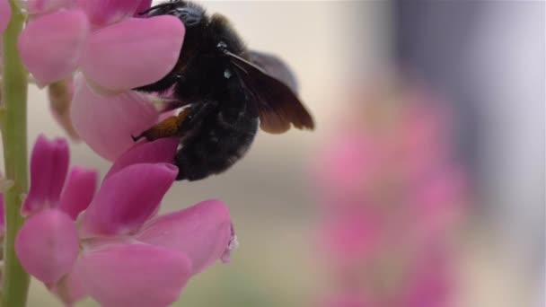 Άγριες μέλισσες επικονιάζονται ροζ λουλούδια — Αρχείο Βίντεο