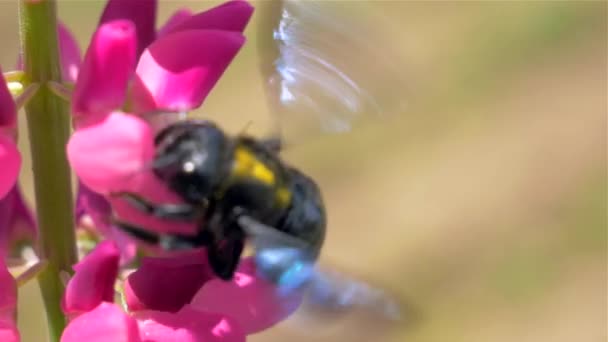 Volně žijící včely opylovány růžové květy — Stock video