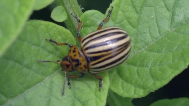 Kumbang kentang Colorado, hama tanaman, serangga kutu . — Stok Video