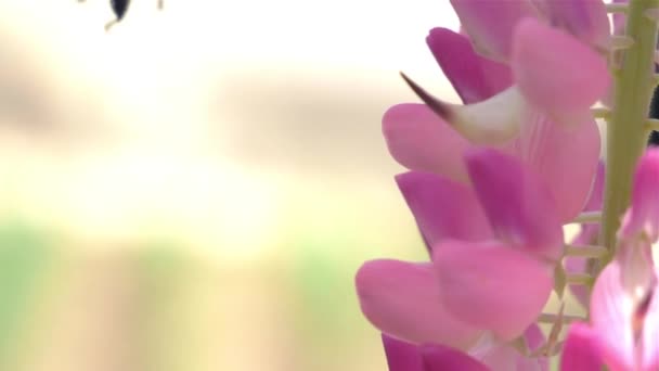 Fiori rosa impollinati delle api selvatiche — Video Stock