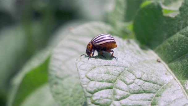 Colorado potatis skalbaggar, skadegörare, insekter skadedjur. — Stockvideo