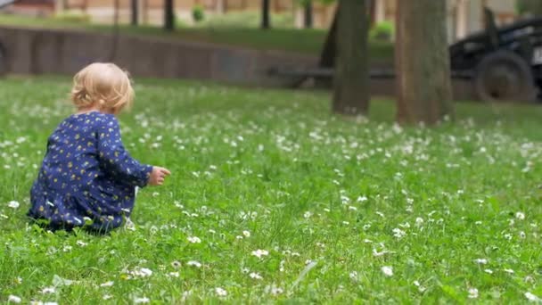A little blonde girl is playing among daisies — Stock Video