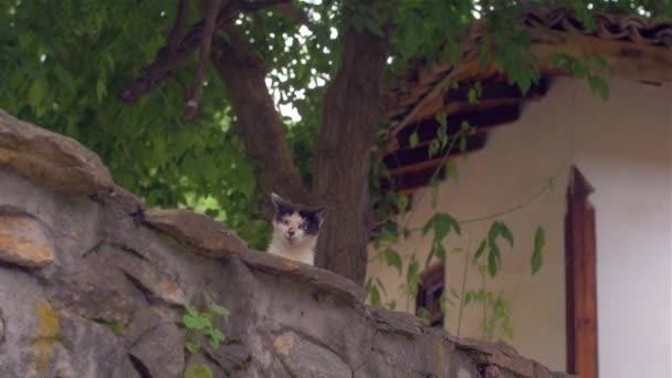 Gato callejero en una valla de piedra mirando a la cámara — Vídeo de stock