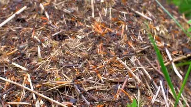 Des fourmis dans les bois. Vue du dessus — Video