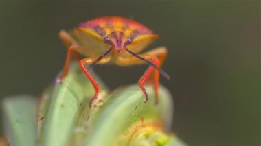 Makro çok renkli böcek Dolycoris baccarum uzun bacaklar bir bitki üzerinde oturan 