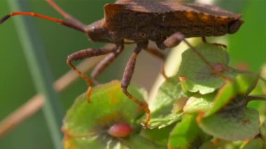 Makro çok renkli böcek Dolycoris baccarum uzun bacaklar bir bitki üzerinde oturan 