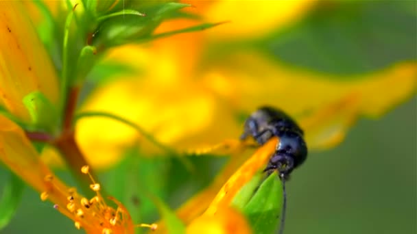 Майский жук или петух на жёлтом цветке — стоковое видео