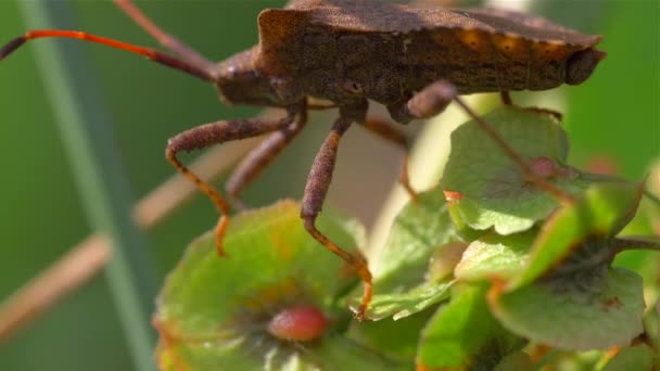 Makró több színű bug Dolycoris baccarum hosszú lábakkal ül egy növény — Stock videók