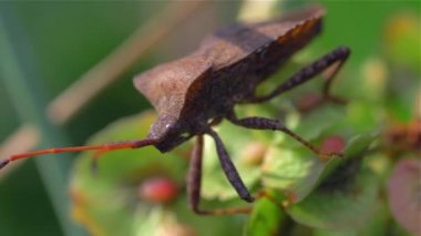 Makro çok renkli böcek Dolycoris baccarum uzun bacaklar bir bitki üzerinde oturan 
