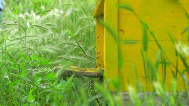 Çalışkan Arılarla Sarı Arı Kovanı,