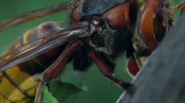 Hornet yiyor. Makro video 