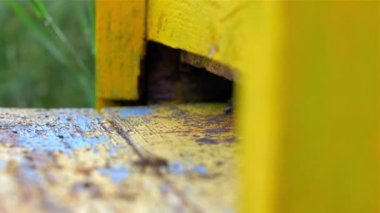 Çalışkan Arılarla Sarı Arı Kovanı,