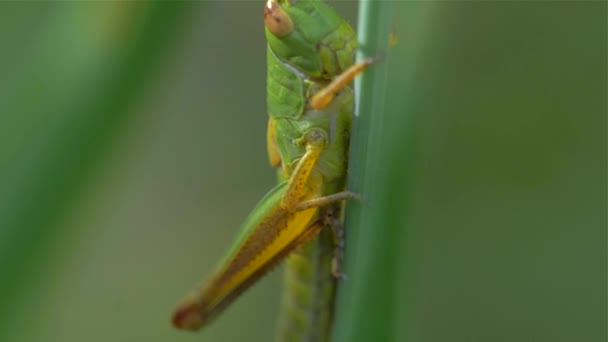 Grasshopper on of Grass with Blur Green Background. — Stock Video