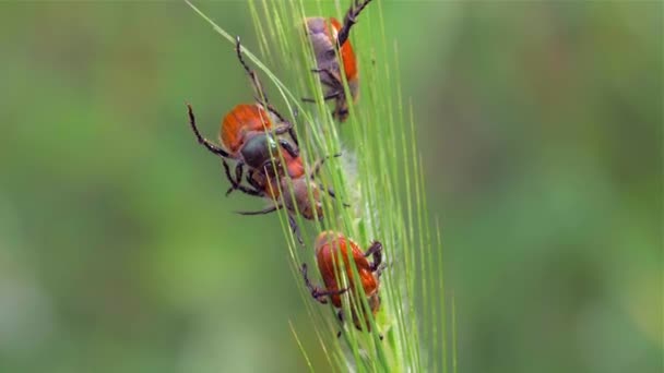 緑の植物のメイバグまたはコックチャファー — ストック動画